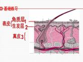 北师大版 七年级下册  第11章第3节皮肤与汗液分泌课件PPT