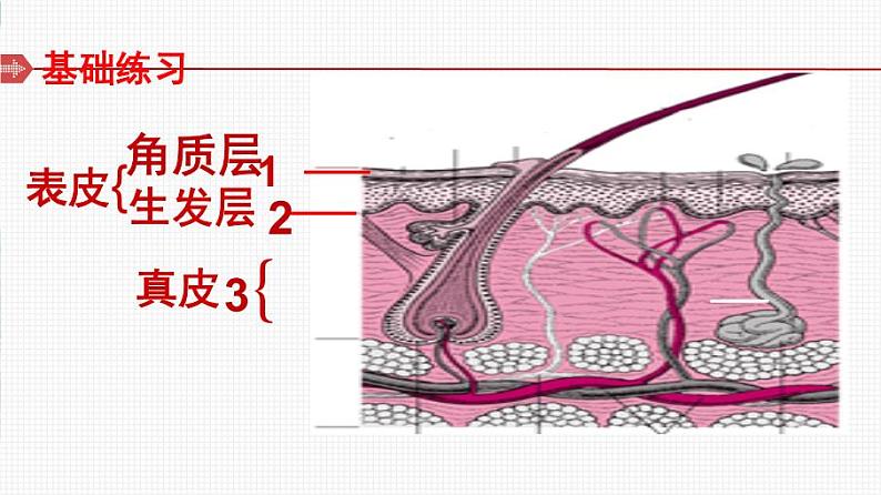 北师大版 七年级下册  第11章第3节皮肤与汗液分泌课件PPT第2页