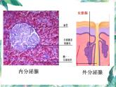 北师大版 七年级下册 《激素调节》优质课件