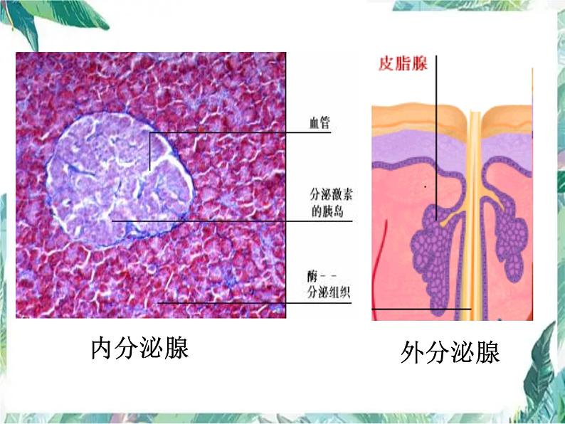 北师大版 七年级下册 《激素调节》优质课件第3页