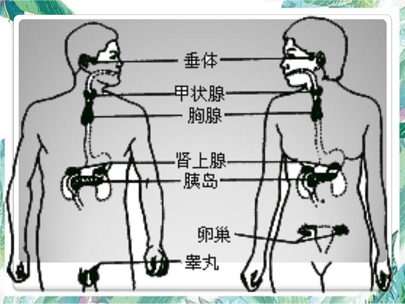 北师大版 七年级下册 《激素调节》优质课件第6页