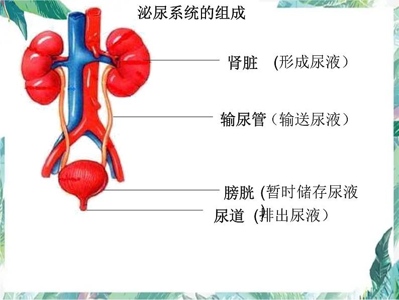 尿的形成与排出 优质课件 北师大七年级下册第2页