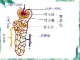 尿的形成与排出 优质课件 北师大七年级下册