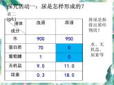 尿的形成与排出 优质课件 北师大七年级下册