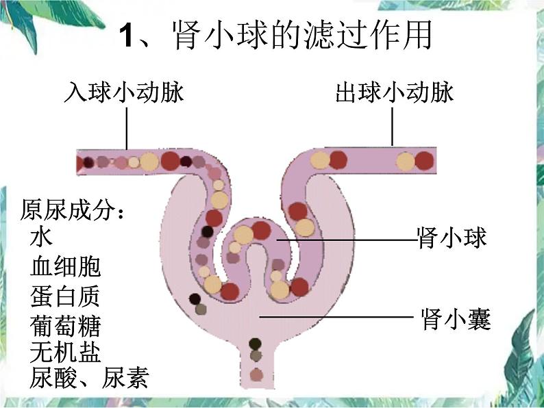 尿的形成与排出 优质课件 北师大七年级下册第7页