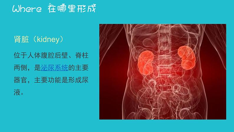 七年级下册 《尿的形成与排出》北师大版 优质课件第4页