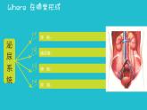 七年级下册 《尿的形成与排出》北师大版 优质课件