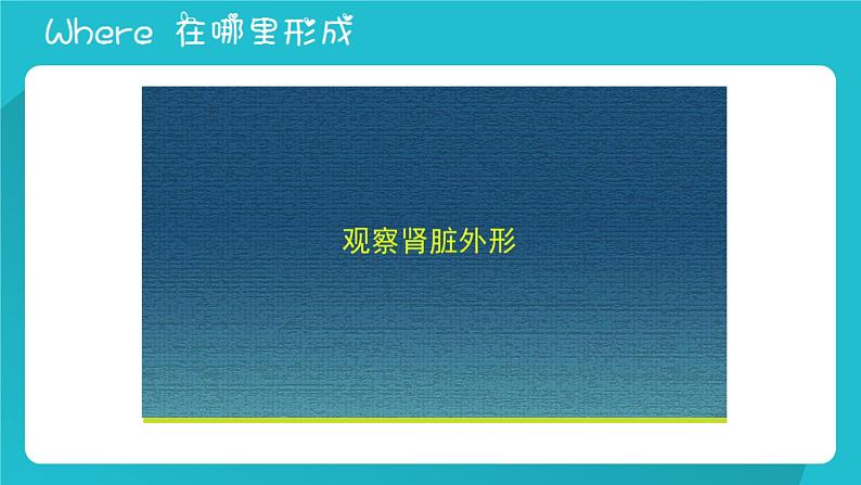 七年级下册 《尿的形成与排出》北师大版 优质课件第7页