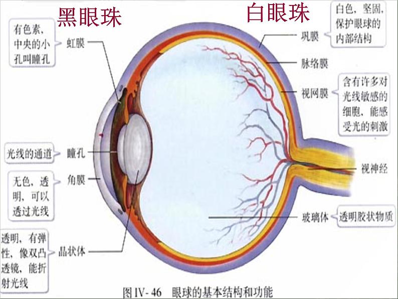 人体对外界环境的感知课件PPT第5页