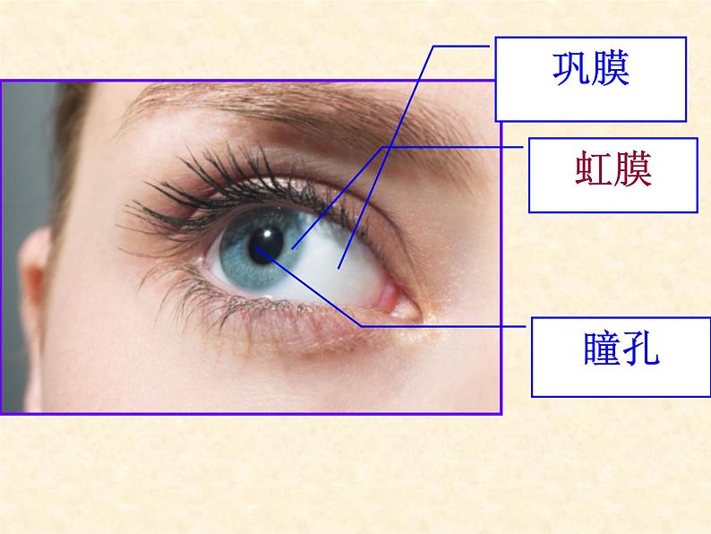 人体对外界环境的感知课件PPT第6页