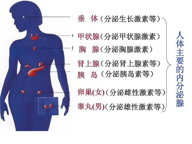 济南版七年级下册生物 5.1人体的激素调节 课件第3页