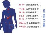 济南版七年级下册生物 5.1人体的激素调节 课件