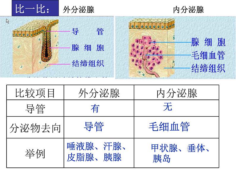 济南版七年级下册生物 5.1人体的激素调节 课件第4页