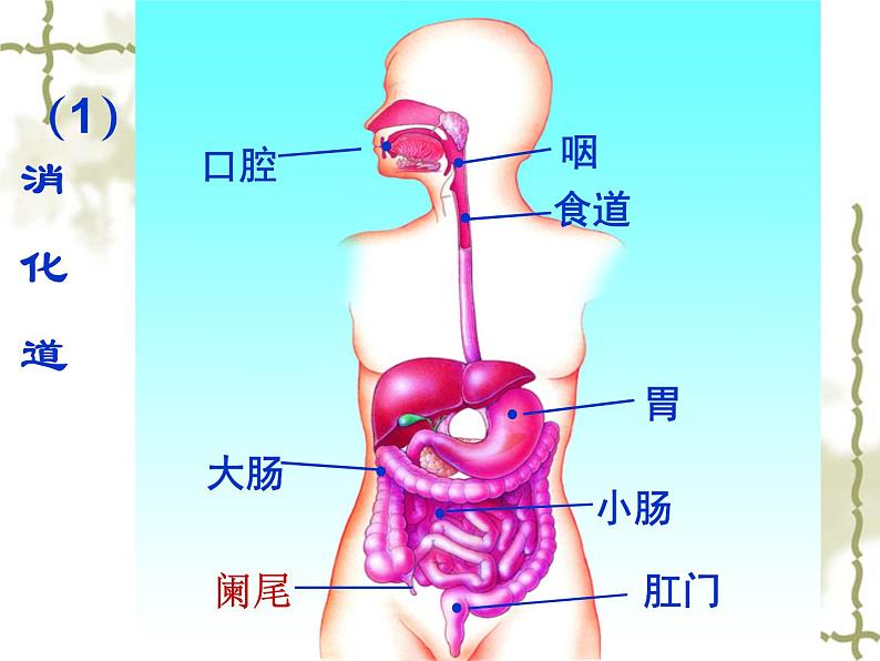 济南版七年级下册生物 1.2消化和吸收 课件04