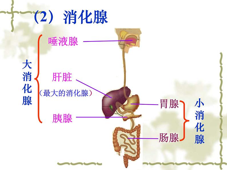 济南版七年级下册生物 1.2消化和吸收 课件05