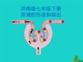 濟(jì)南版七年級(jí)下冊(cè)生物 4.1尿液的形成和排出 課件