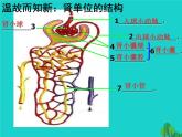 濟(jì)南版七年級(jí)下冊(cè)生物 4.1尿液的形成和排出 課件