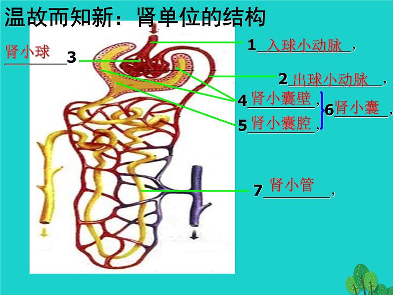 济南版七年级下册生物 4.1尿液的形成和排出 课件02