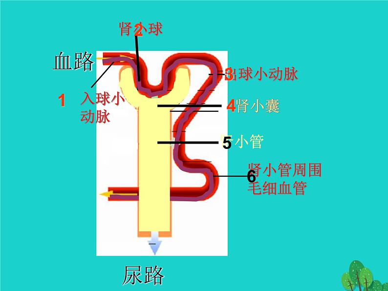 济南版七年级下册生物 4.1尿液的形成和排出 课件03