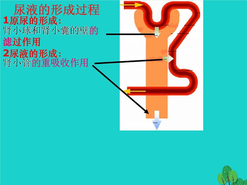 济南版七年级下册生物 4.1尿液的形成和排出 课件04