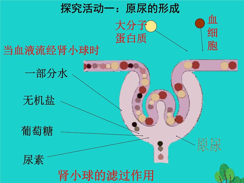 济南版七年级下册生物 4.1尿液的形成和排出 课件06