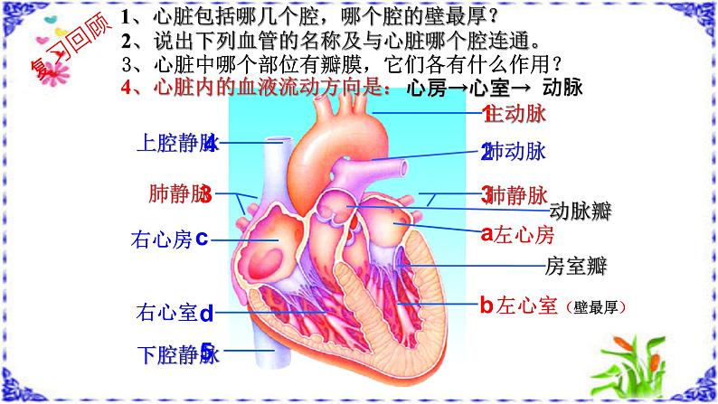 济南版七年级下册生物 3.3物质运输的途径 课件第2页