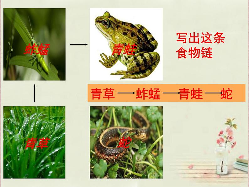 济南社八年级下册生物  6.2.2食物链和食物网 课件第7页