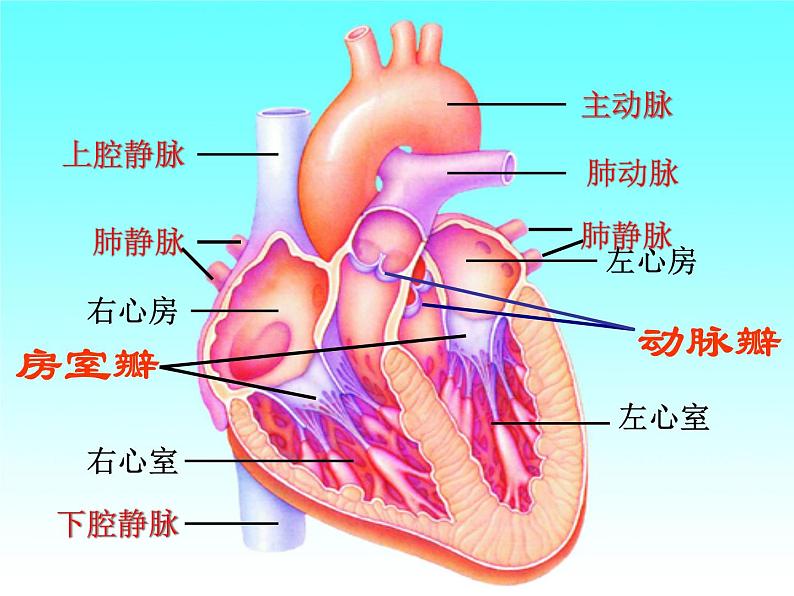 冀教版七年级下册生物 2.3物质运输的路线 课件第1页