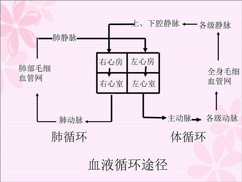 冀教版七年级下册生物 2.3物质运输的路线 课件第4页