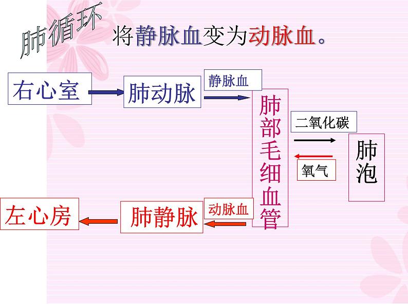 冀教版七年级下册生物 2.3物质运输的路线 课件第6页