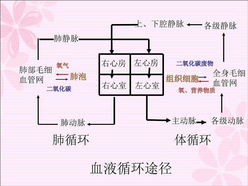 冀教版七年级下册生物 2.3物质运输的路线 课件第8页