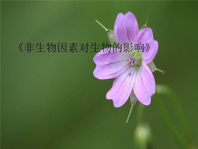 冀教版八年级下册生物  7.1.1环境对生物的影响 课件第1页