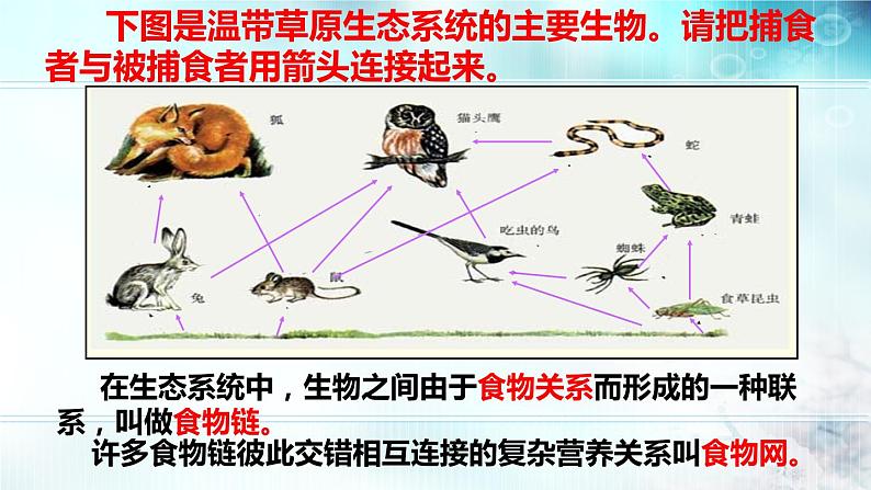 冀教版八年级下册生物  7.2.2食物链和食物网 课件第6页