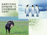 冀教版八年级下册生物  7.1.2生物对环境的适应和影响 课件