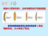 冀教版八年级下册生物  6.2.2变异 课件