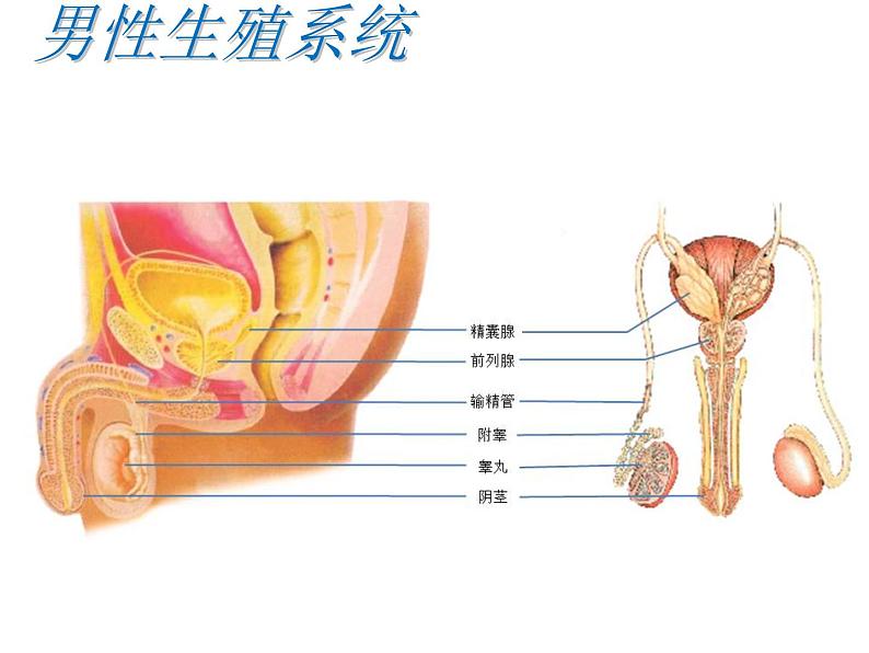 冀教版八年级下册生物  6.1.3人的生殖和胚胎发育 课件04