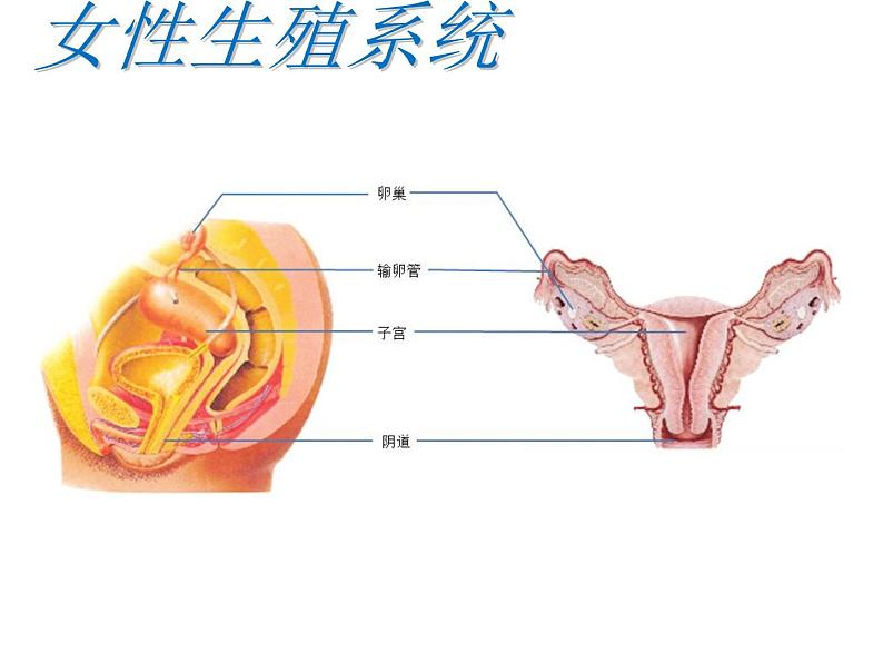 冀教版八年级下册生物  6.1.3人的生殖和胚胎发育 课件06