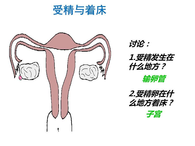 冀教版八年级下册生物  6.1.3人的生殖和胚胎发育 课件08