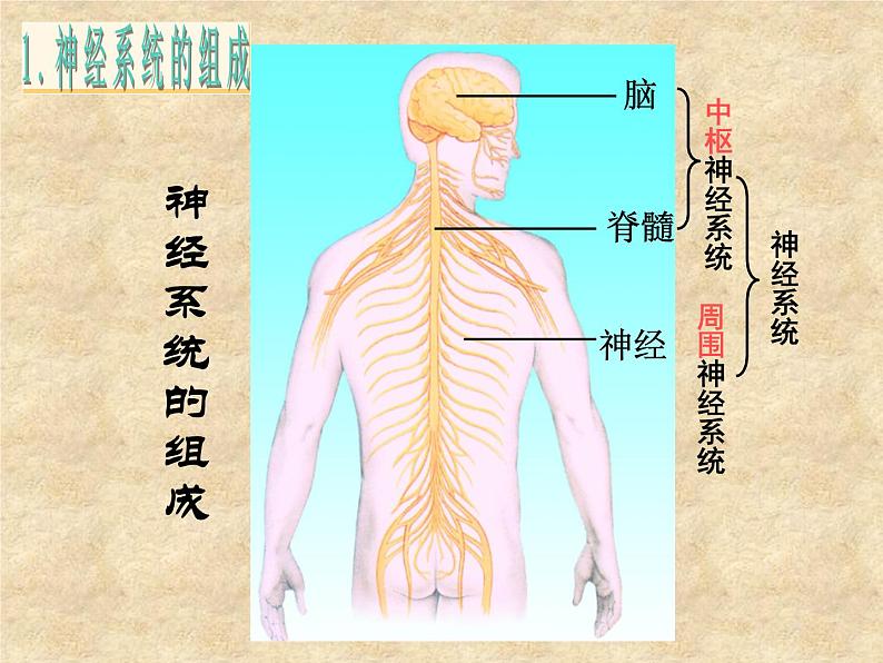 苏教版七年级下册生物 12.2人体的神经调节 课件第4页