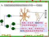 苏教版七年级下册生物 12.2人体的神经调节 课件