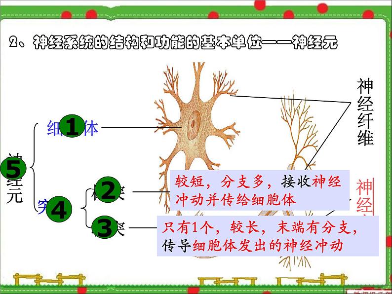 苏教版七年级下册生物 12.2人体的神经调节 课件第5页