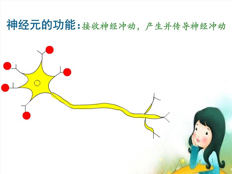 苏教版七年级下册生物 12.2人体的神经调节 课件第6页