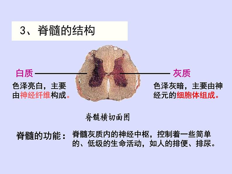 苏教版七年级下册生物 12.2人体的神经调节 课件第7页