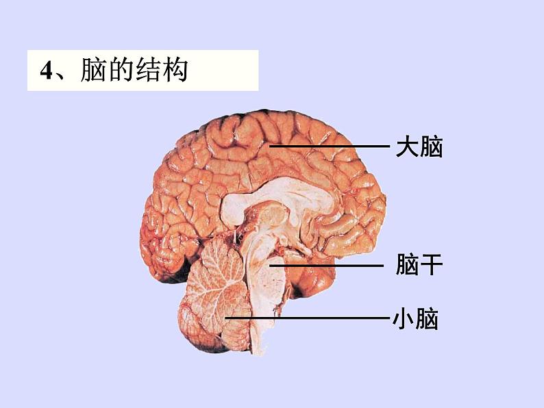 苏教版七年级下册生物 12.2人体的神经调节 课件第8页