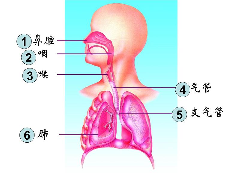 苏教版七年级下册生物 10.3人体和外界环境的气体交换 课件第3页