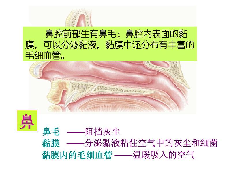 苏教版七年级下册生物 10.3人体和外界环境的气体交换 课件第6页