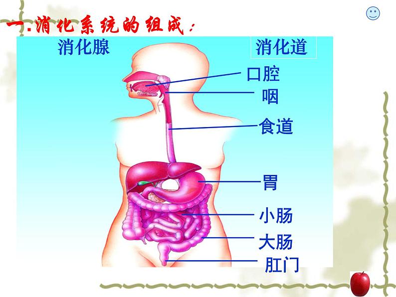 苏教版七年级下册生物 9.2人体的消化与吸收 课件05