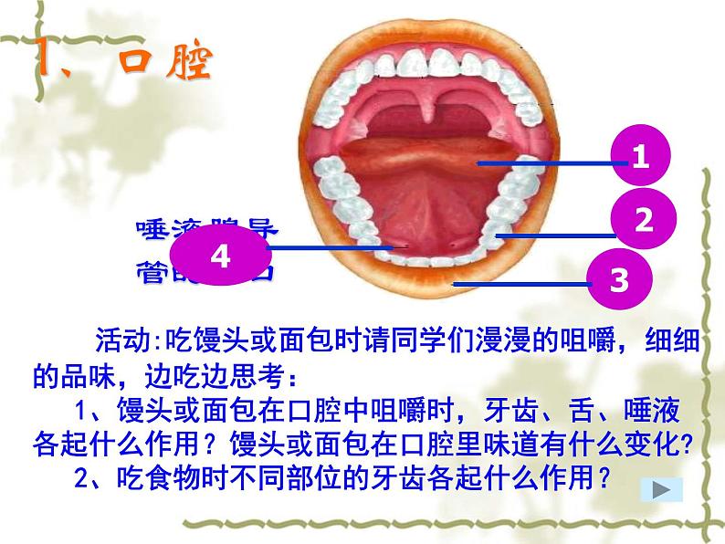 苏教版七年级下册生物 9.2人体的消化与吸收 课件06