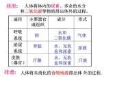 苏教版七年级下册生物 11.2人体废物的排出 课件