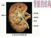 苏教版七年级下册生物 11.2人体废物的排出 课件